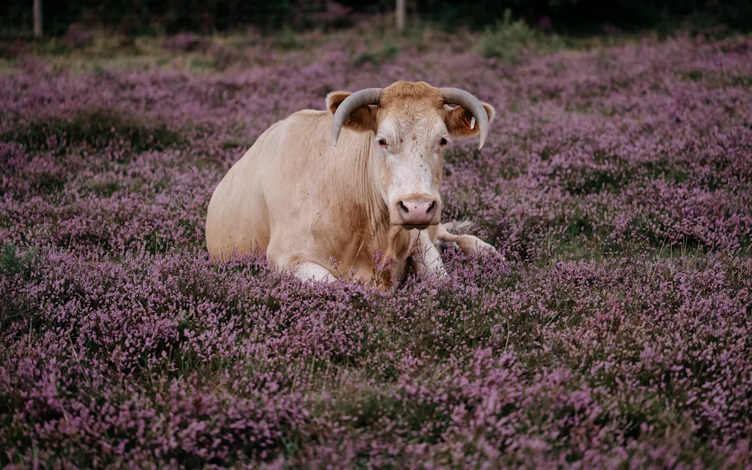 Scopri il potere della mucca viola nel marketing