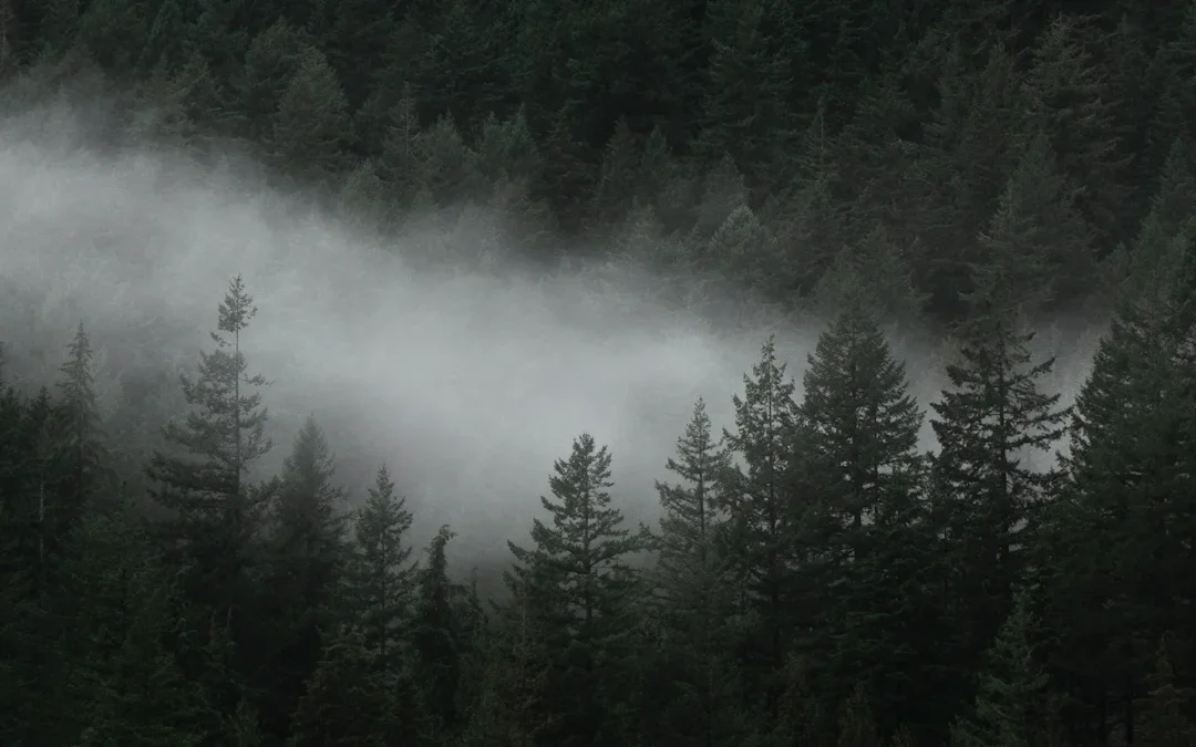 Black Forest 1.1: Scopri le Novità